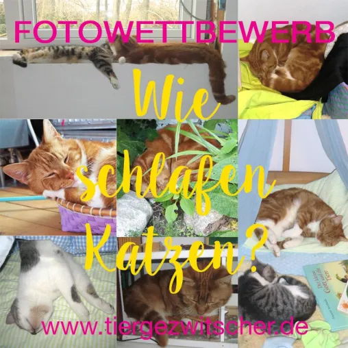 Fotowettbewerb: Wie Katzen schlafen Bild: Fotowettbewerb: Wie Katzen schlafen