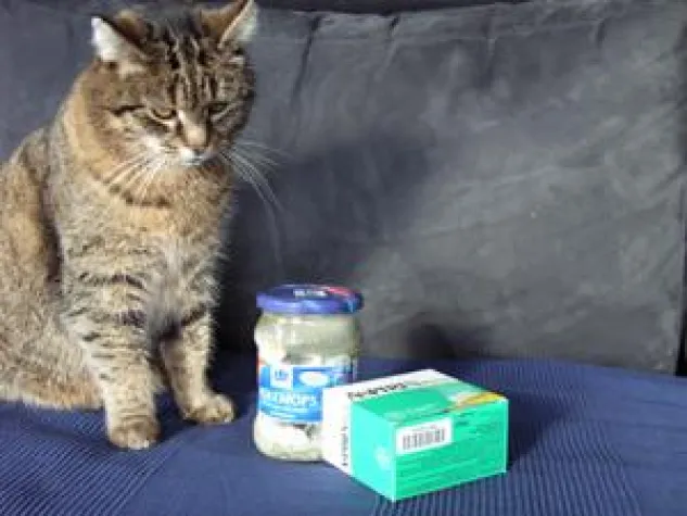 Bild: Katzenjammer: Wie pflege ich meinen Kater?