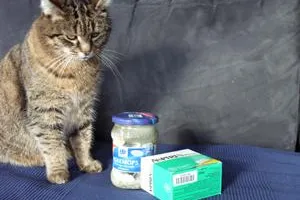 Bild: Katzenjammer: Wie pflege ich meinen Kater?