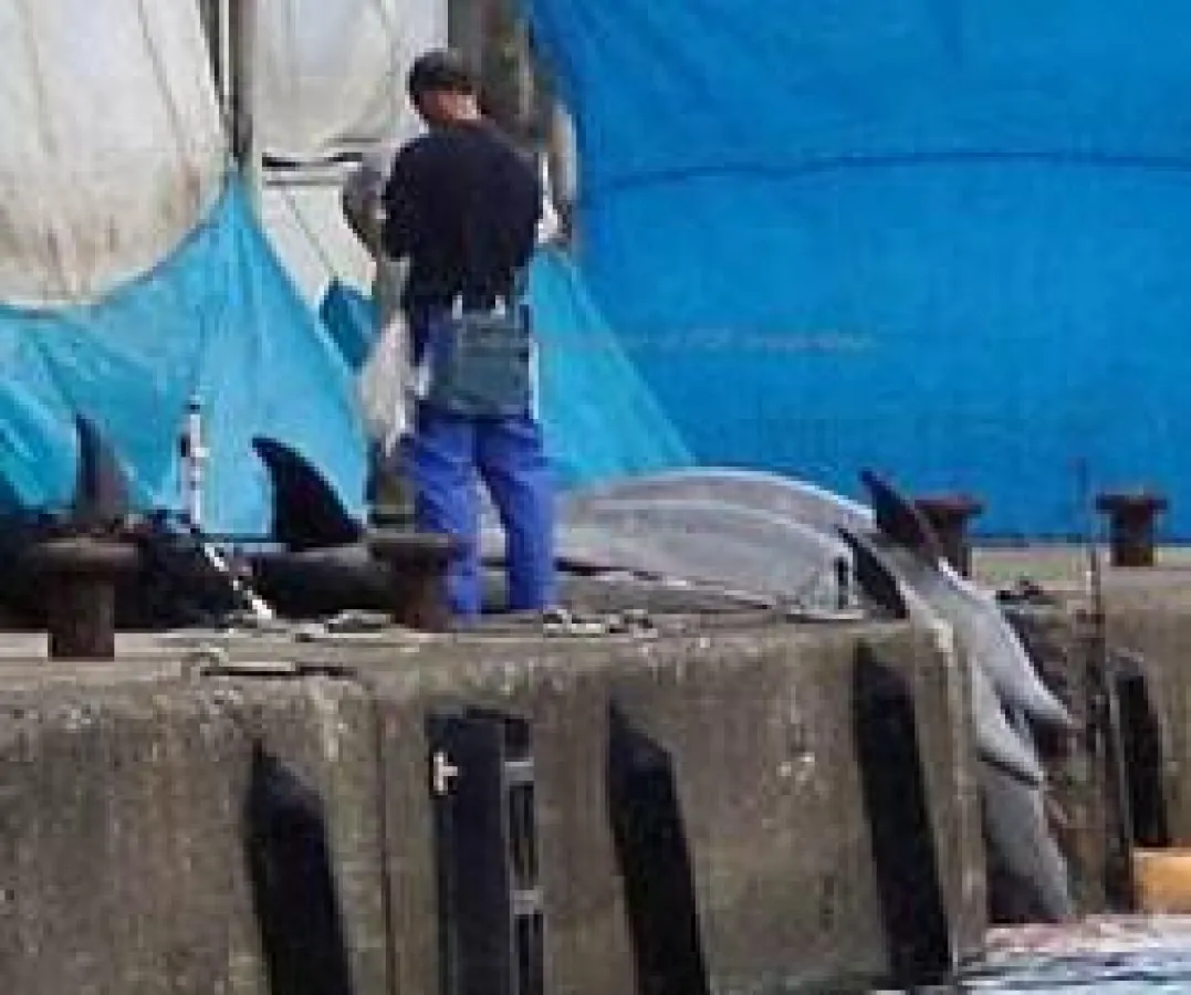 Getötete Taiji-Delfine