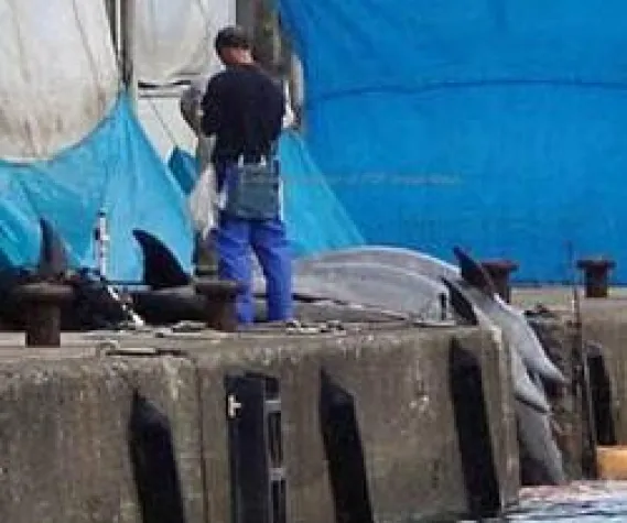 \"Japanische Delphin-Fischer morden Schulkinder auf Raten\" Bild: \"Japanische Delphin-Fischer morden Schulkinder auf Raten\"