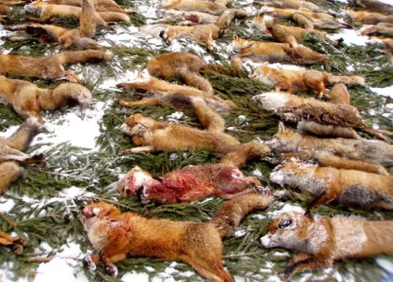 Fuchsjagd ist nicht mehr zeitgemäß Bild: Fuchsjagd ist nicht mehr zeitgemäß