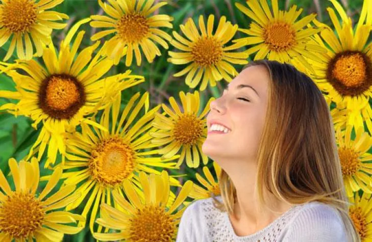 Bild: Alant: die Pflanze, die 'Freundin' unserer Bronchien ist