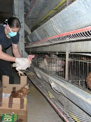 Bild: Tierbefreiung: Hennen aus Volierenhaltung und Legebatterie gerettet