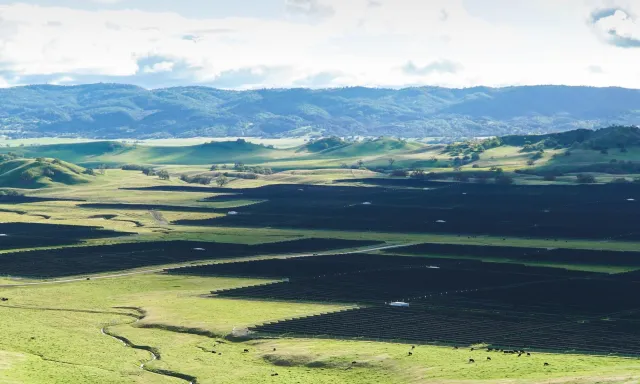 Bild: Weiderind trifft Photovoltaik