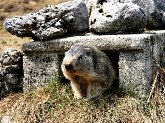 Tierisch ausgeschlafen in den Sommer Bild: Tierisch ausgeschlafen in den Sommer