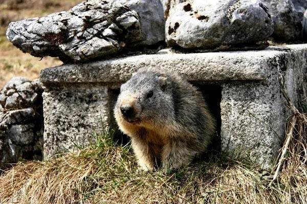 Bild: Tierisch ausgeschlafen in den Sommer