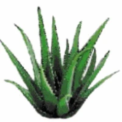 Bild: EnergiaVital präsentiert Aloe Vera-Fitnessgetränk mit 99,7% purem Pflanzen-Gel