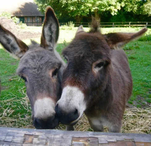 "Gestatten, Dr. Esel": Tiergestützte Therapieangebote bei der Behandlung von Patienten Bild: "Gestatten, Dr. Esel": Tiergestützte Therapieangebote bei der Behandlung von Patienten