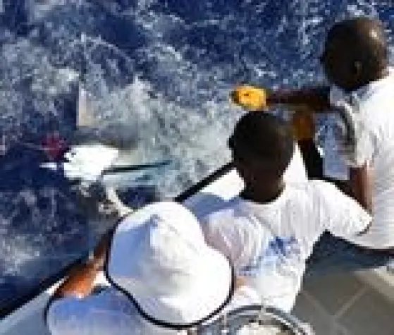 Bild: MARLIN MASTERS auf MAURITIUS