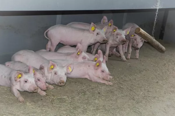 Bild: Erdwärmetauscher schützt Nutztiere im Stall vor Klimawandel am besten