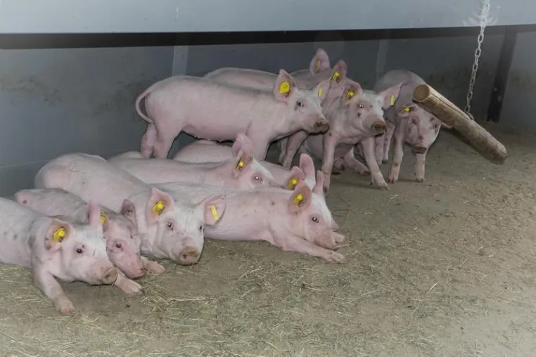 Bild: Erdwärmetauscher schützt Nutztiere im Stall vor Klimawandel am besten