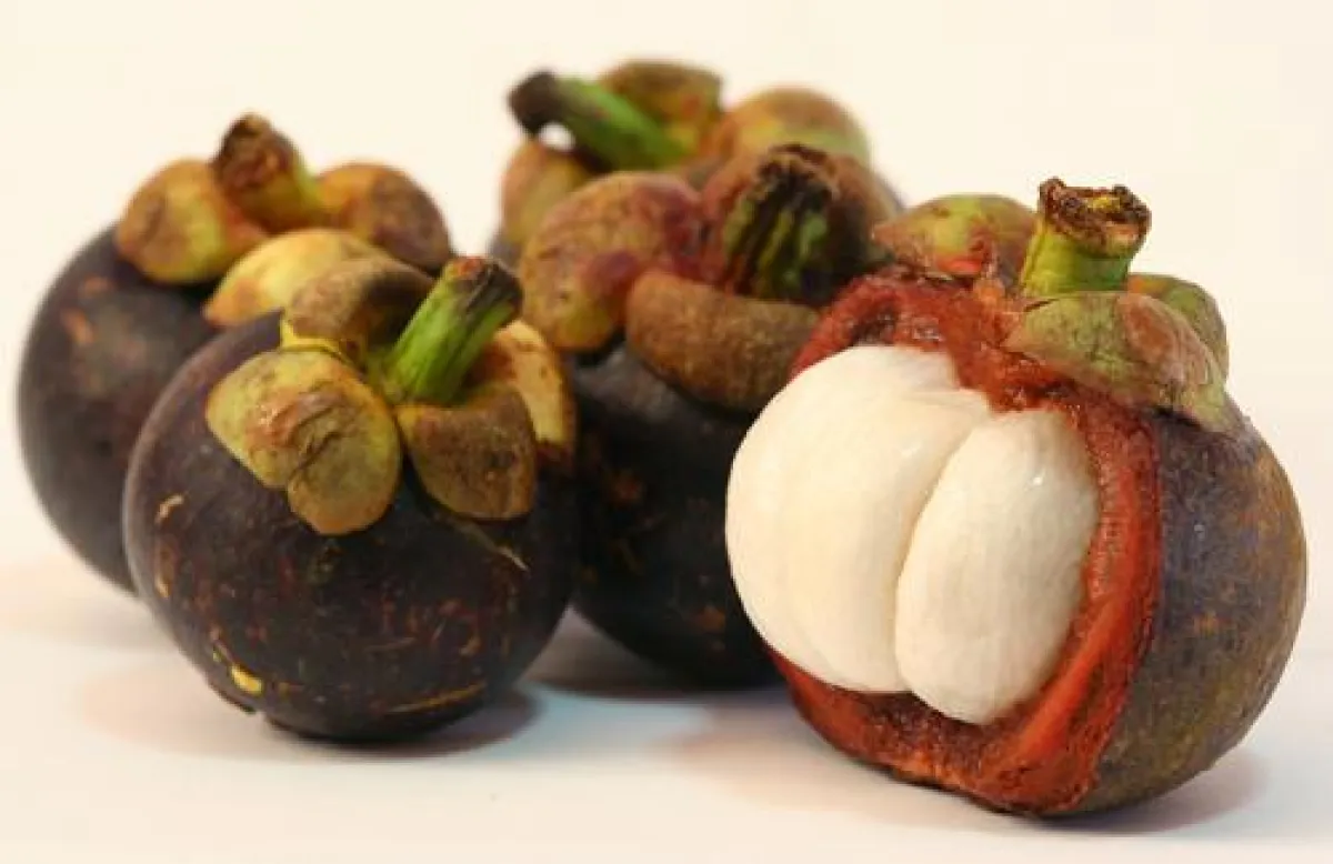 Mangostan - Magostane - Mangosteen