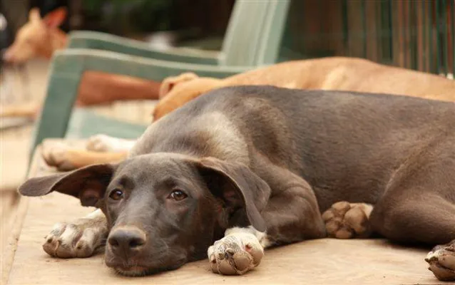 Welttierschutztag – für den Europäischen Tier- und Naturschutz tägliche Realität Bild: Welttierschutztag – für den Europäischen Tier- und Naturschutz tägliche Realität