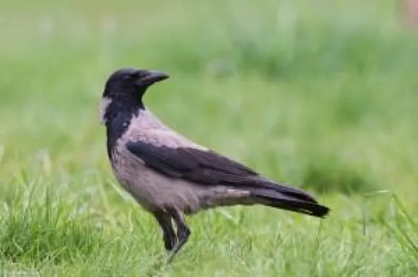 Bild: Fotografieren in der Natur bei schlechtem Wetter – Teil 1