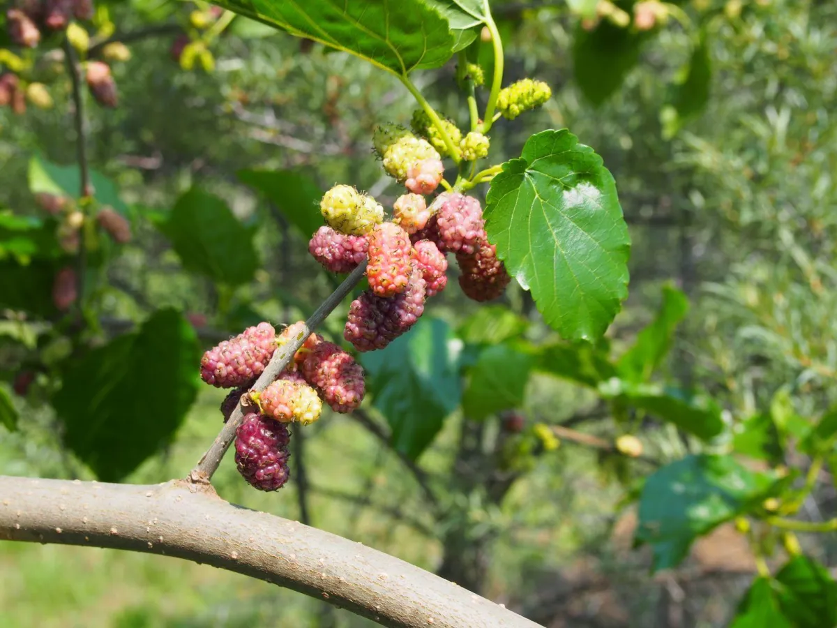 Maulbeeren - Obst mit Zukunft Fotocredit: Siegfried Tatschl