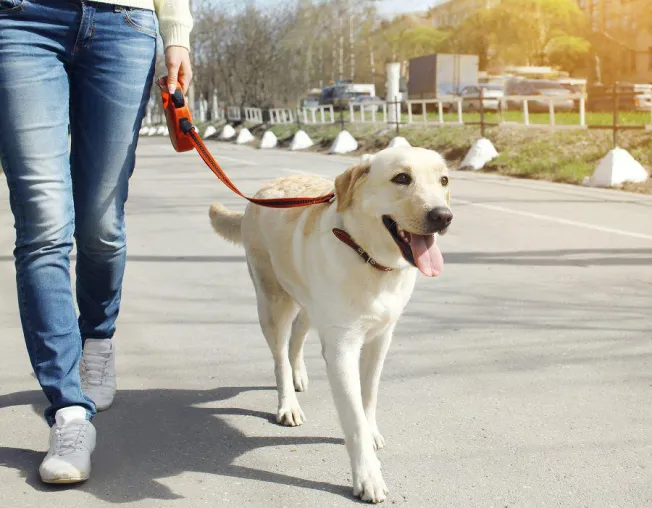 Giftköder von Tierhassern: So schützen Sie Ihren Hund! Bild: Giftköder von Tierhassern: So schützen Sie Ihren Hund!