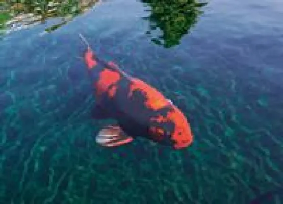 Bild: Wie kann ich unkontrolliertes Algenwachstum im Gartenteich in den Griff bekommen?