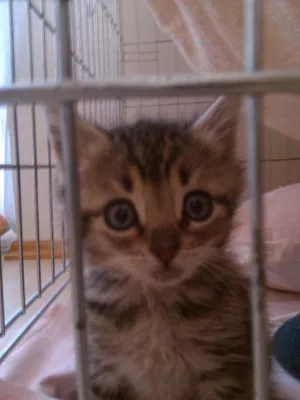 Bild: Branchenbuch für Katzenfreunde