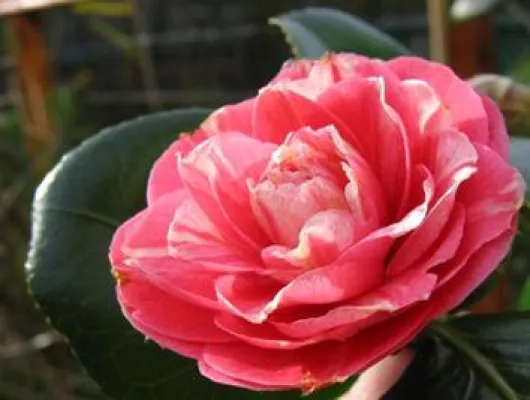 Bild: 43. Kamelienausstellung in Verbania