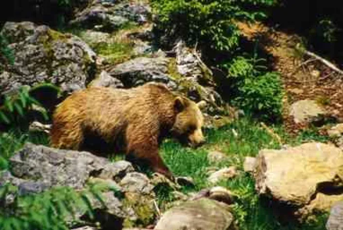 Bild: Familienurlaub in Deutschland Erlebnis Urlaub am Falkenstein