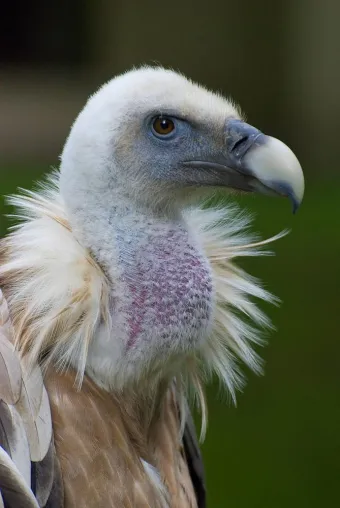 Bild: 1-tägiges Fotoseminar "Tierfotografie" in verschiedenen Zoos in Deutschland mit der Fotoschule des Sehens