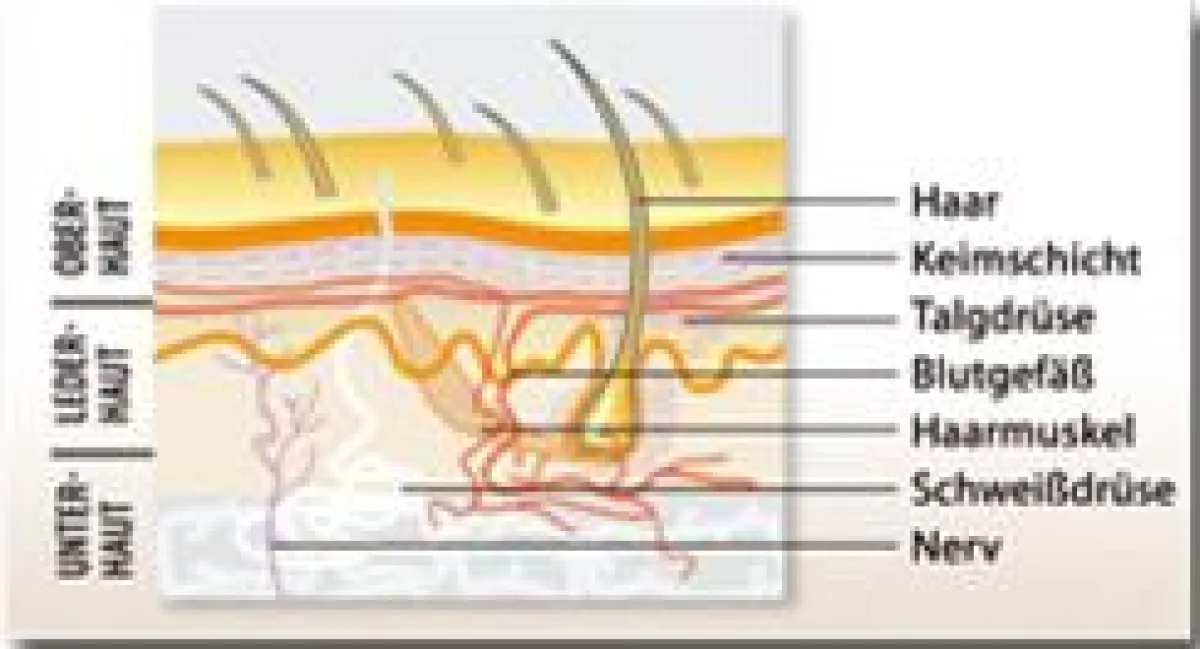 Die Haut und ihre Schichten: Akne lässt sich behandeln (© Hautpraxis Beate Pilz & Dr. E. Staegemeir-