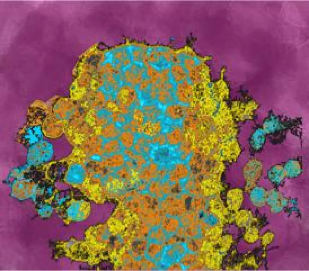 Artistic 3D rendering showing progenitor cells in a zebrafish (Vanessa Barone / IST Austria)