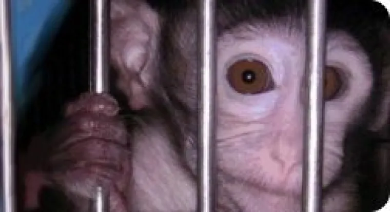 Bild: Vom Paradies in die Hölle des Labors