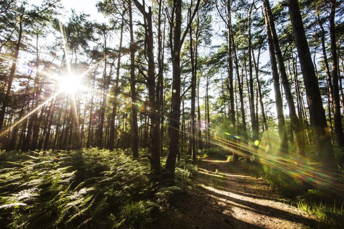 Küstenwald nahe des Strandhotels Fischland (c) Strandhotel-Ostsee.de