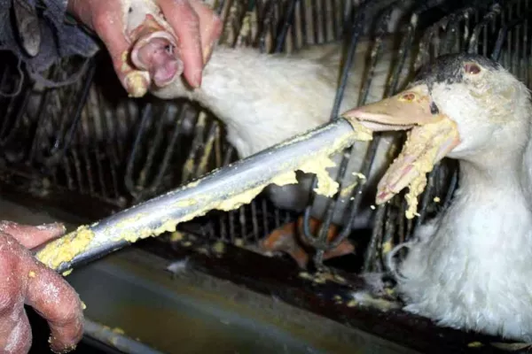 Bild: Stopfleber (Foie gras) - Fotos und Bilder zum Thema unter tierschutzbilder.de
