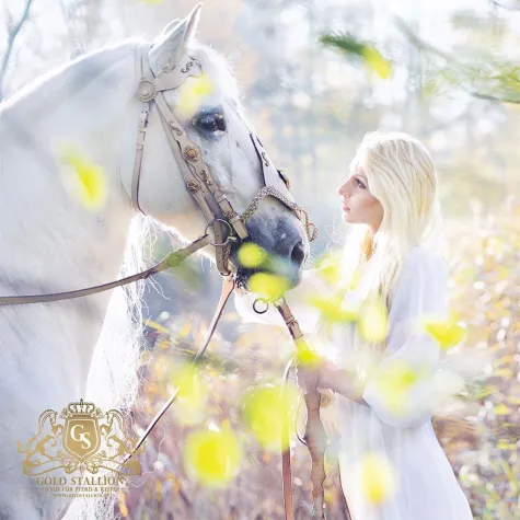 Bild: GoldStallion - Luxus für Reiter und Pferd