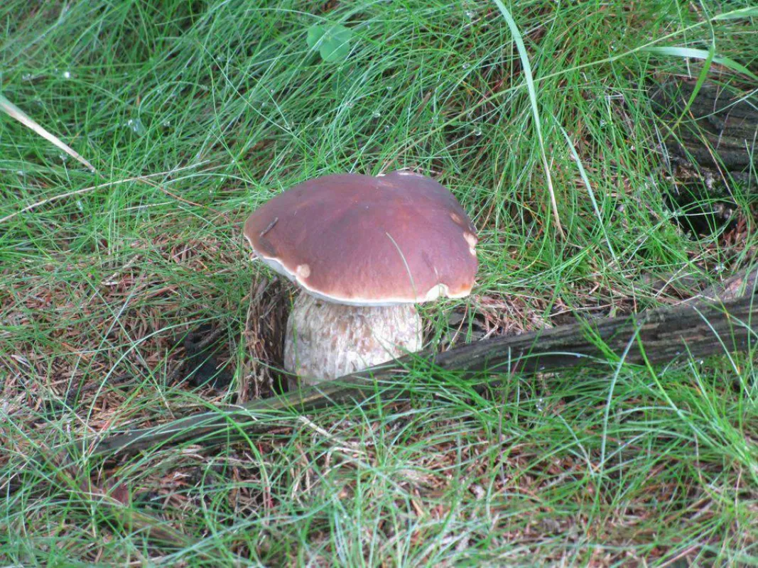 Fichtensteinpilz