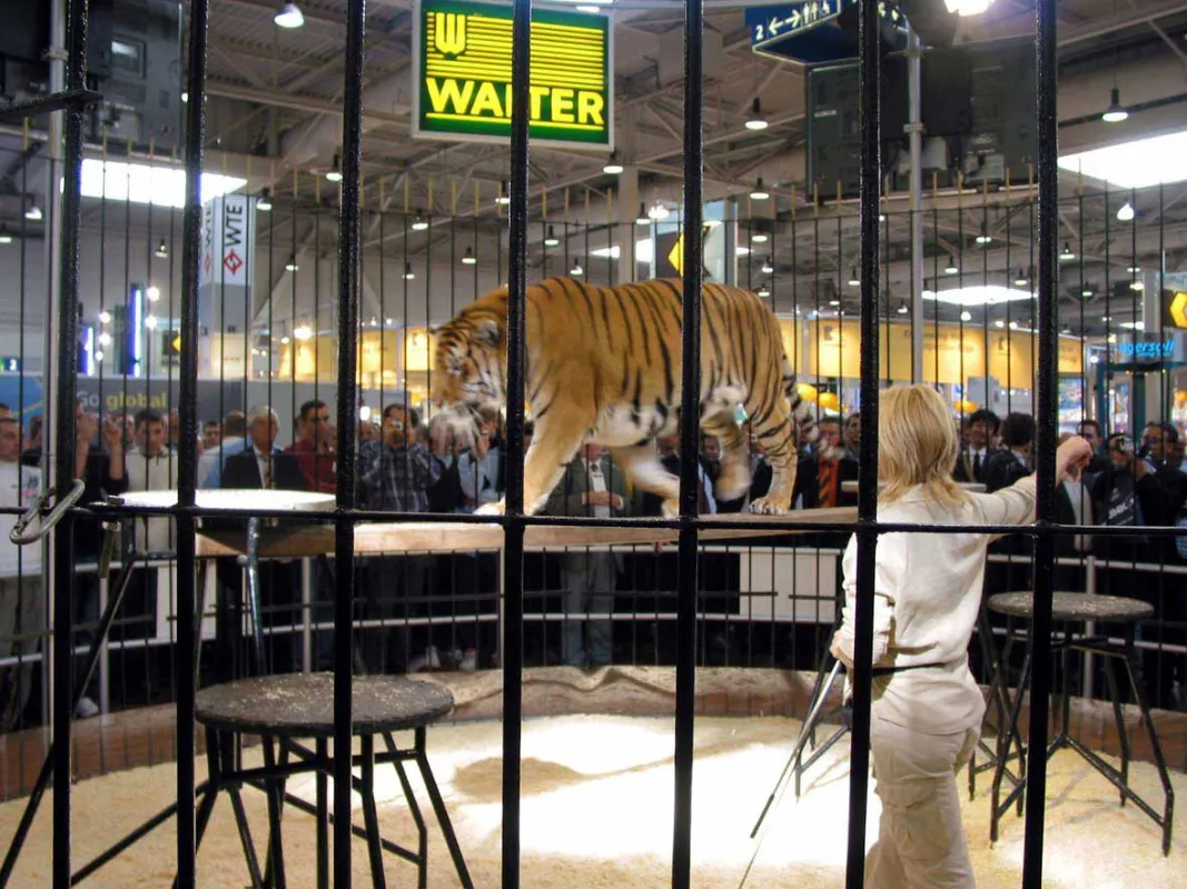 Der Tiger zieht sich als Leitmotiv durch die breit angelegte Werbekampagne für die Wendeschneidplattenserie