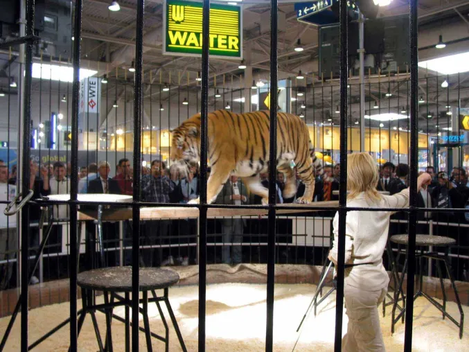 Bild: WALTER-Tiger gewinnt