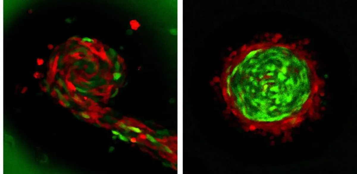 Zellgemische bei der Fruchtkörperbildung; Auf dem linken Bild sind rote und grüne Zellen schlank. Im rechten Bild wurden schlanke grüne Zellen mit fetten roten Zellen gemischt. (Prof. Dr. Markus Mania