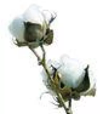 Bild: SIGVARIS COTTON - Perfekter Material-Mix mit Baumwolle