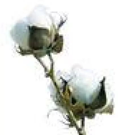 Bild: SIGVARIS COTTON - Perfekter Material-Mix mit Baumwolle