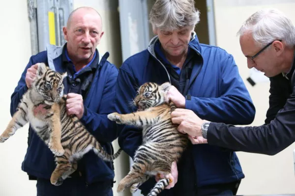 Bild: Zweifacher Tigernachwuchs im Königlichen Burgers' Zoo: Zwillinge haben erste medizinische Kontrolle bekommen