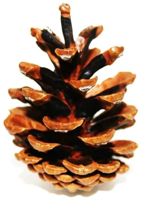 Bild: Klimafreundliche Architektur durch natürliche Klappmechanismen