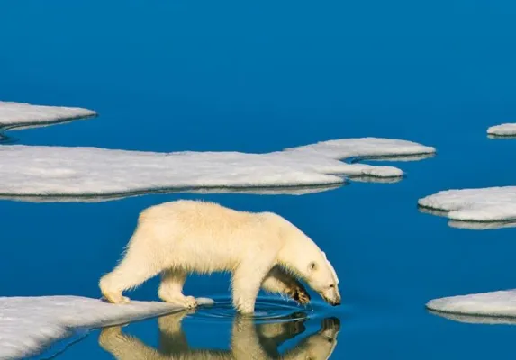 Bild: Climate Force 2041 und Instingo setzen sich gemeinsam für Klimaziele ein.