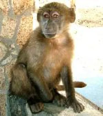 Bild: Gewinnspiel: Abenteuer Afrika für Kinder und Jugendliche im Kindercamp Namibia