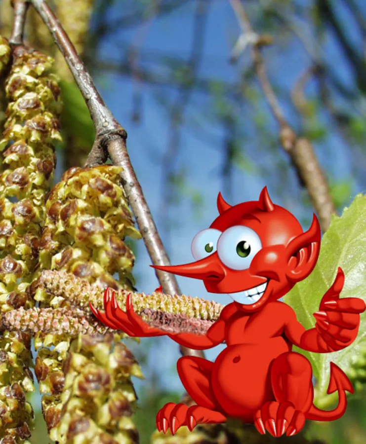 Jetzt schlägt der Juckteufel wieder zu, wenn man nicht etwas gegen die Birkenpollen unternimmt...