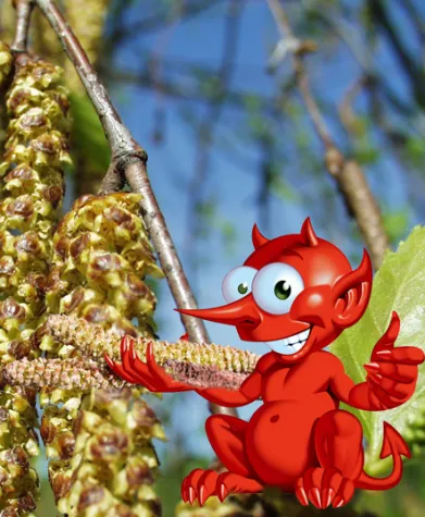 Doppelbelastung für Heuschnupfen-Geplagte Bild: Doppelbelastung für Heuschnupfen-Geplagte