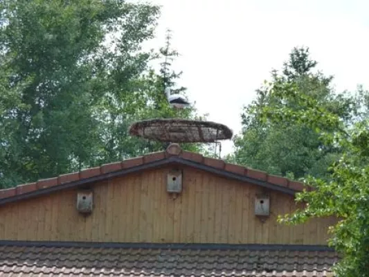 Bild: Ein Storch für den Arche-Noah-Hof