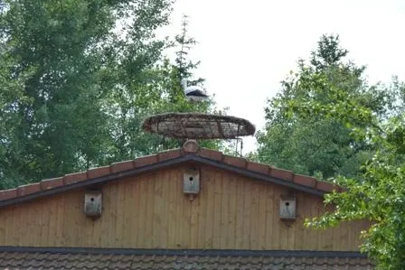 Ein Storch für den Arche-Noah-Hof Bild: Ein Storch für den Arche-Noah-Hof