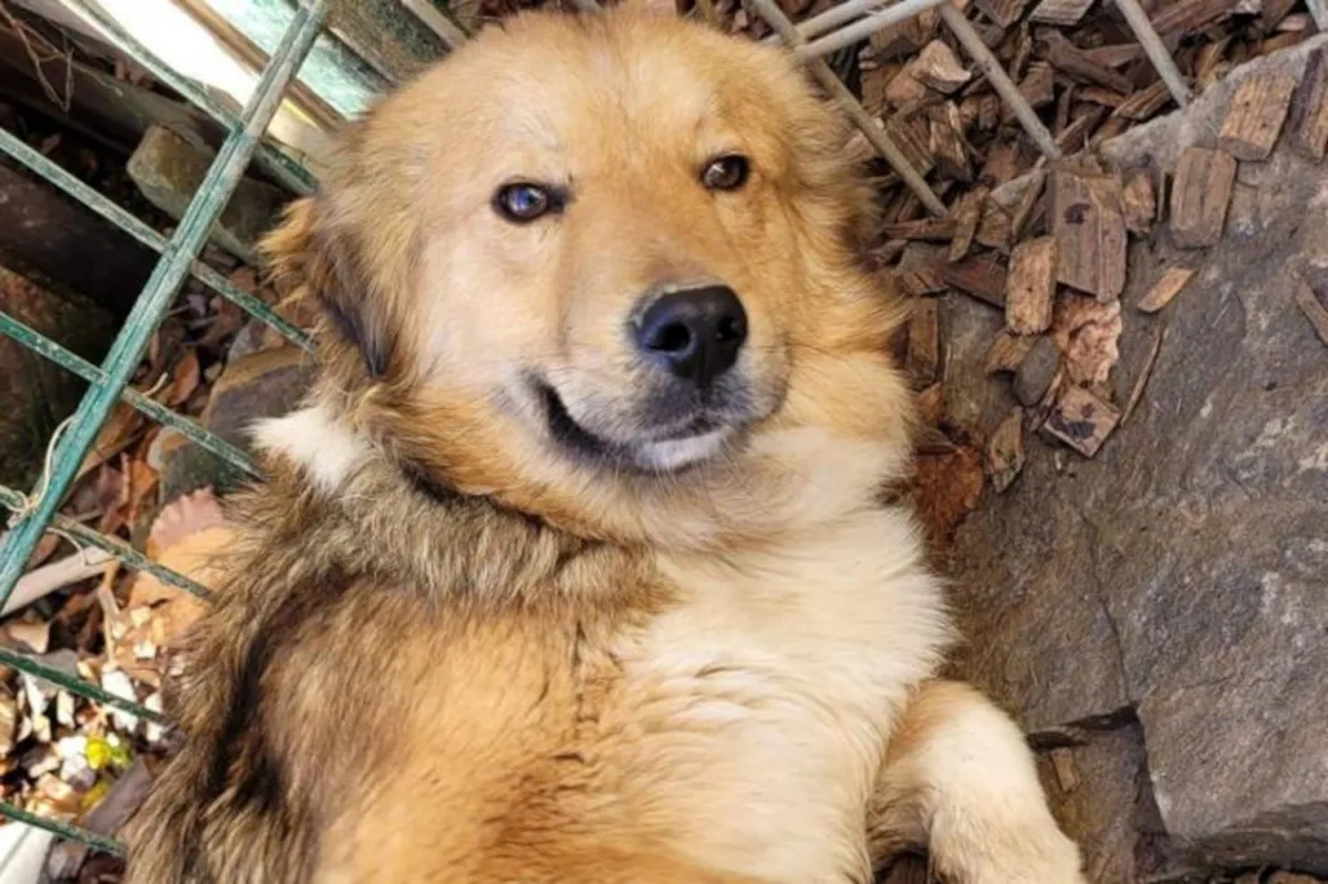 Einer der dort betreuten Hunde