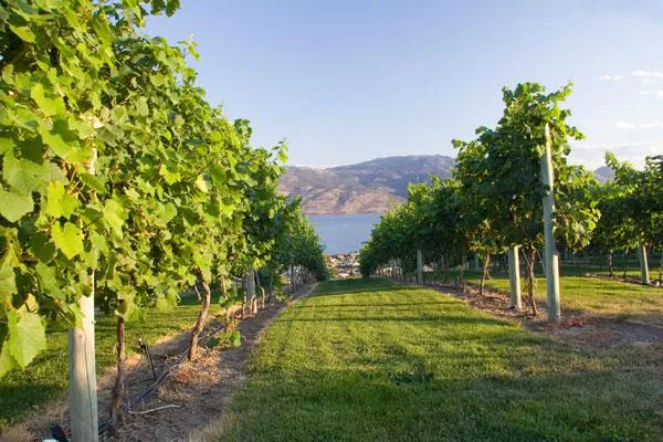 Bild: Ein Festival für die Sinne – Kelowna, Kanadas Weinhauptstadt