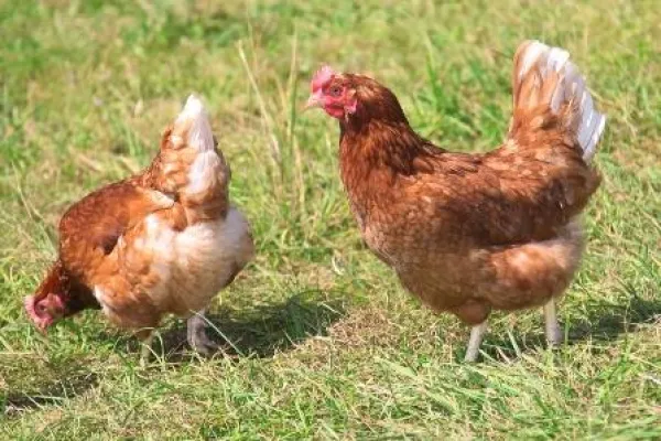 Verbraucher entscheiden sich für Eier ohne Gentechnik Bild: Verbraucher entscheiden sich für Eier ohne Gentechnik