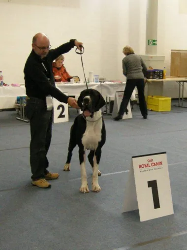Deutsche Doggen von Andreas Steinmetzer aus Steinheim zum „Bundesjugendsieger“ gekürt Bild: Deutsche Doggen von Andreas Steinmetzer aus Steinheim zum „Bundesjugendsieger“ gekürt